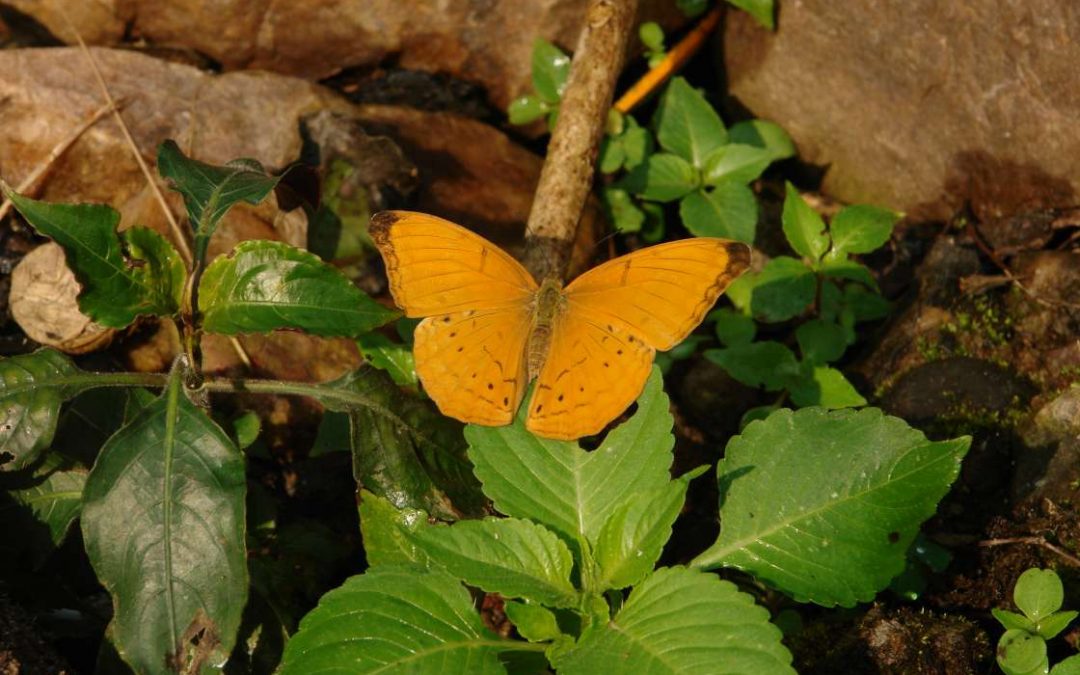 Butterflies, Moths & Insects